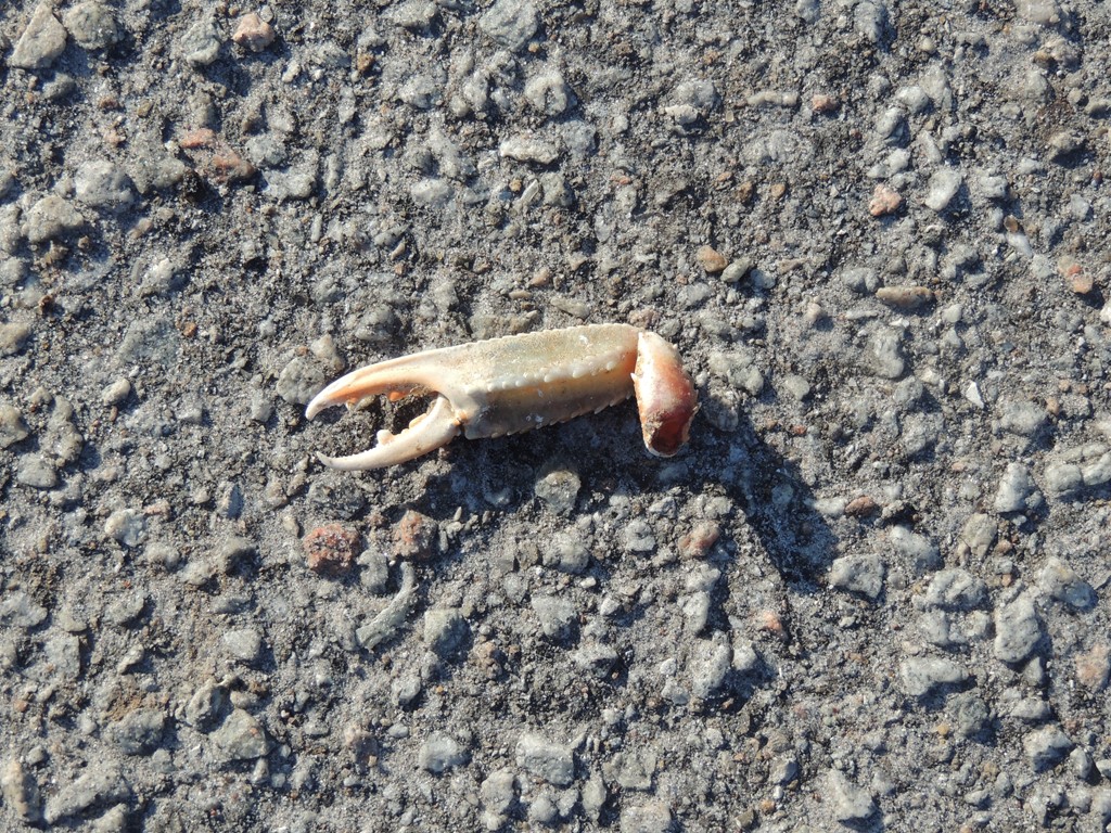 Jomfruhummer (Nephrops norvegicus)