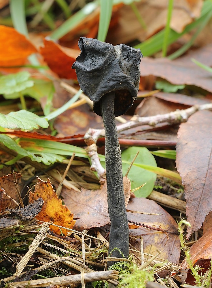 Sort Foldhat (Helvella nigricans)