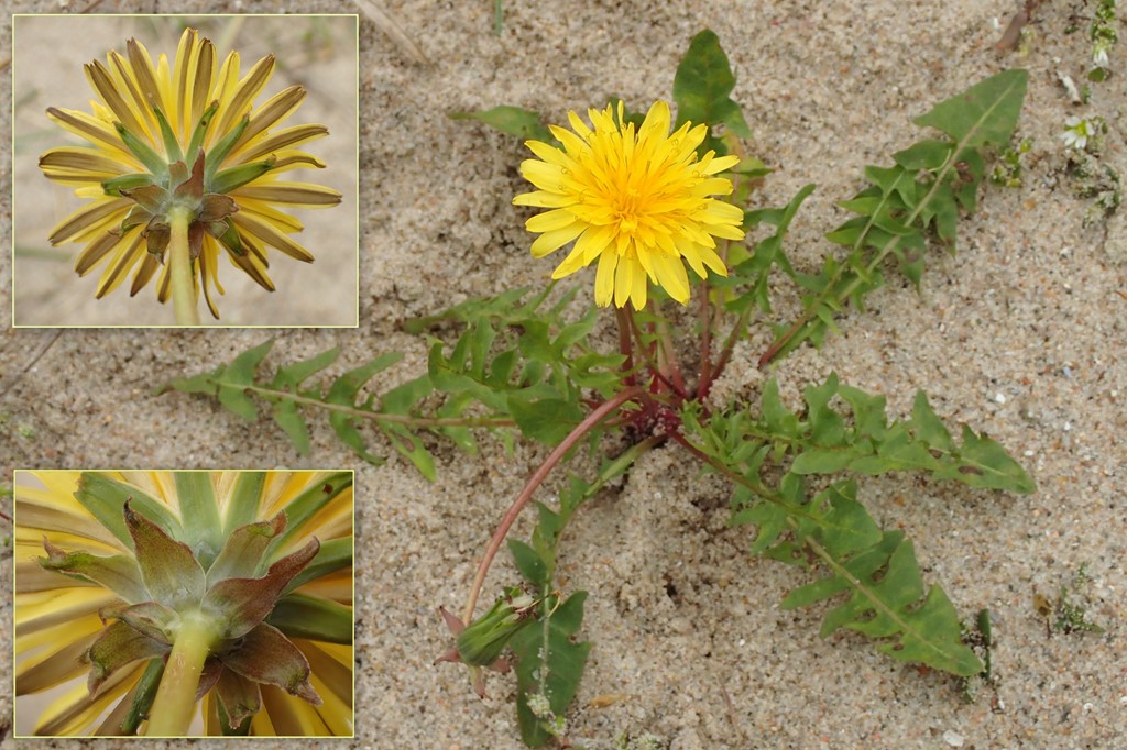 Gråstribet Sandmælkebøtte (Taraxacum limbatum)