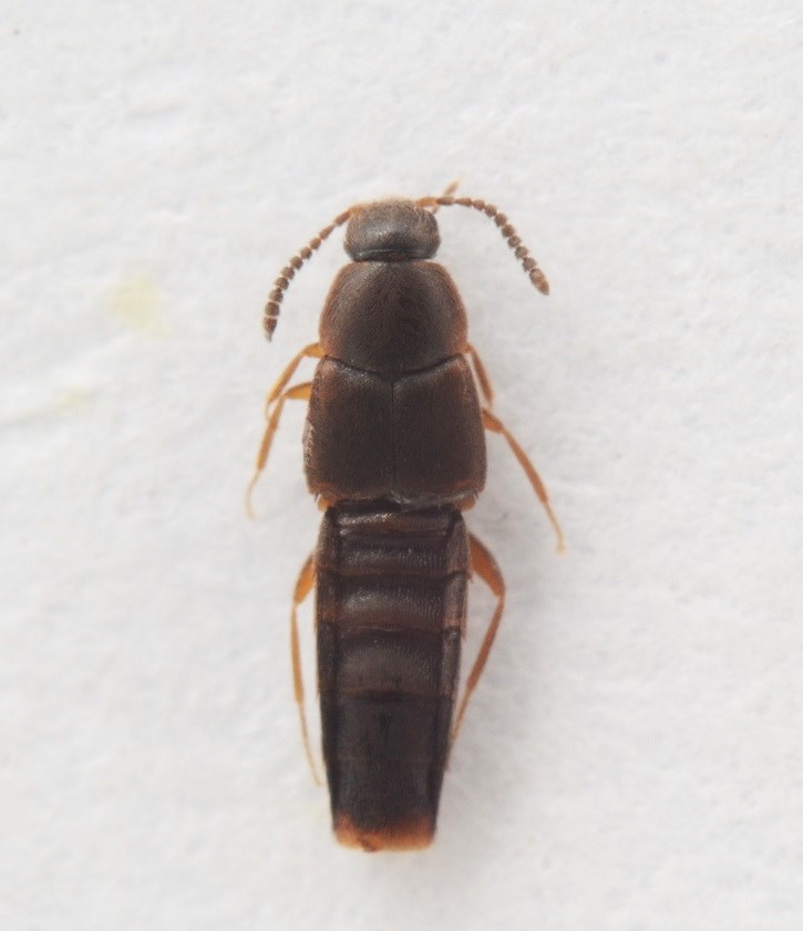 Oxypoda brevicornis (Oxypoda brevicornis)