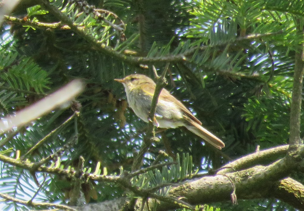 Iberisk Gransanger (Phylloscopus ibericus)