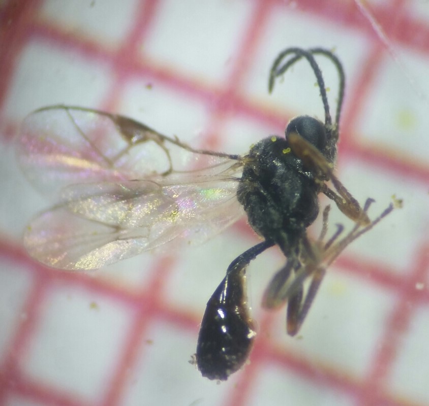 Tersilochus heterocerus (Tersilochus heterocerus)