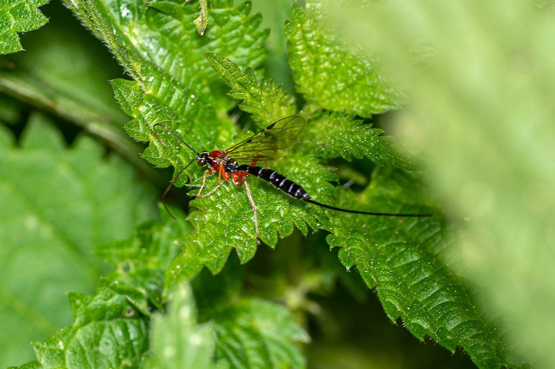 Rød Hussabelhveps (Perithous scurra)