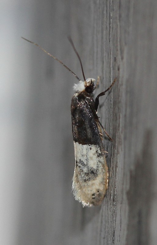 Tapetmøl (Trichophaga tapetzella)