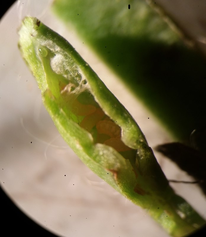 Trotteria obtusa (Trotteria obtusa)