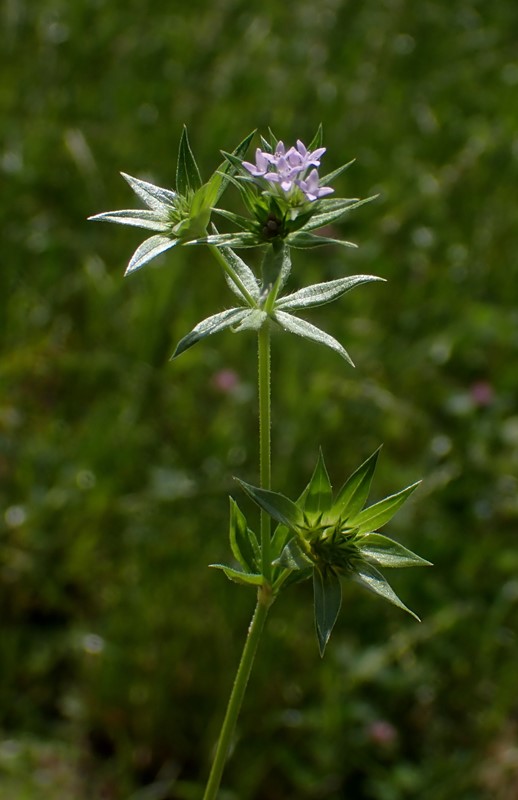 Blåstjerne (Sherardia arvensis)