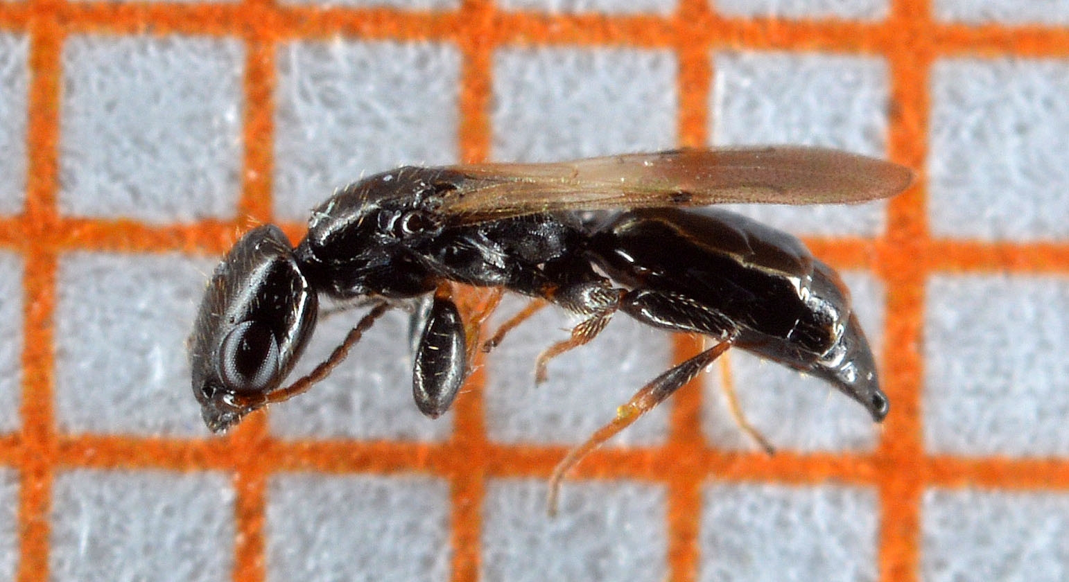 Goniozus claripennis (Goniozus claripennis)