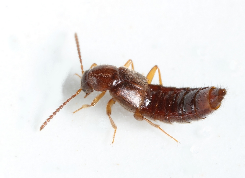 Ocalea picata (Ocalea picata)