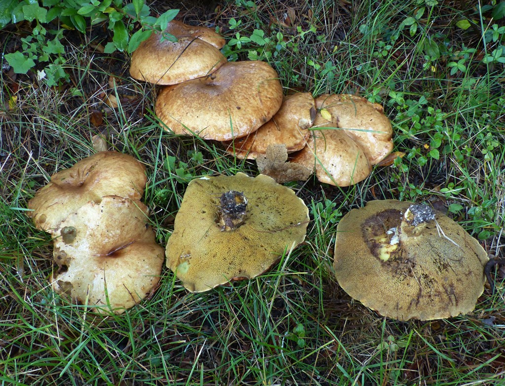 Grædende Slimrørhat (Suillus plorans)
