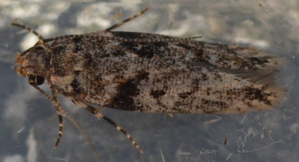 Caryocolum proxima (Caryocolum proxima)