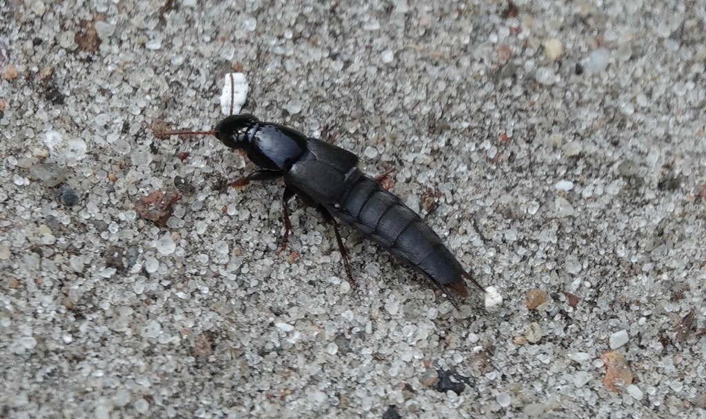Quedius curtipennis (Quedius curtipennis)