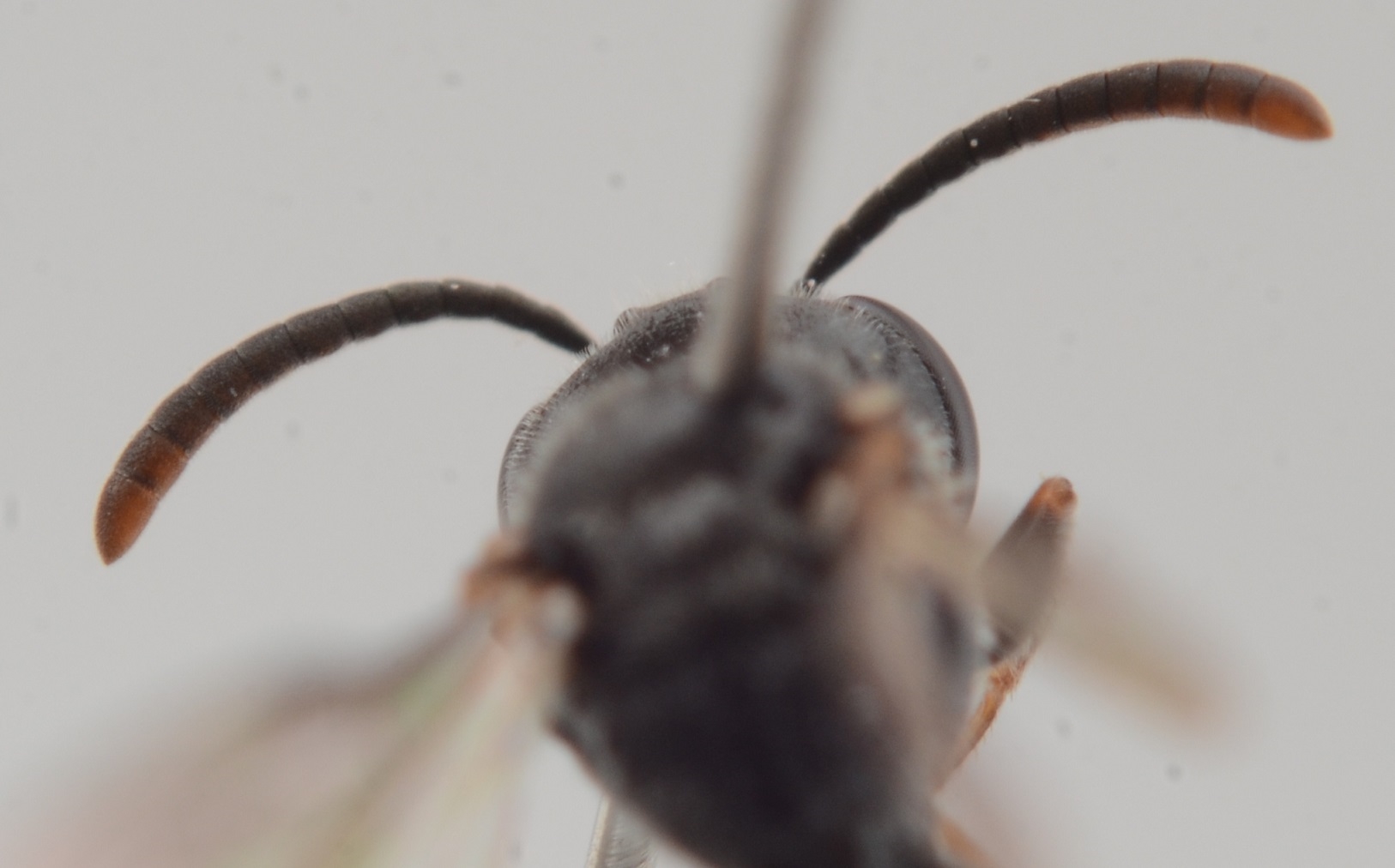 Mimesa equestris (Mimesa equestris)