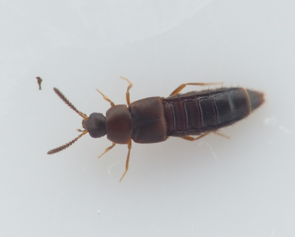 Dexiogyia forticornis (Dexiogyia forticornis)
