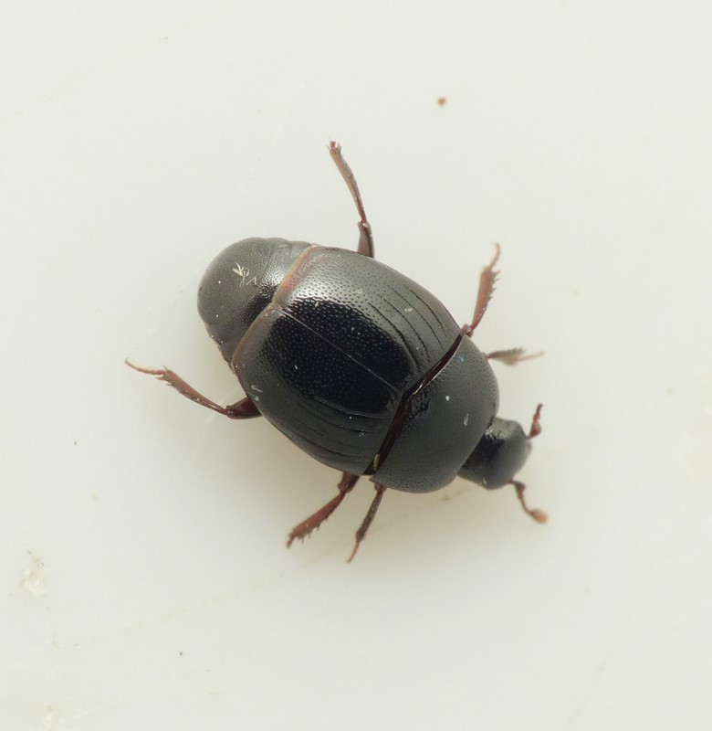 Brunbenet Rundstumpbille (Gnathoncus rotundatus)