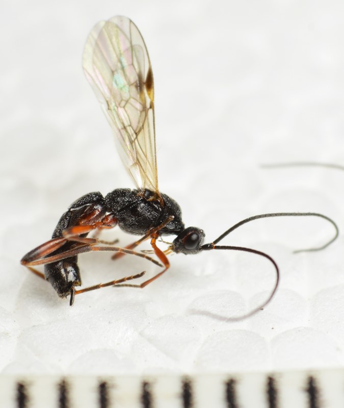 Aleiodes coxalis (Aleiodes coxalis)