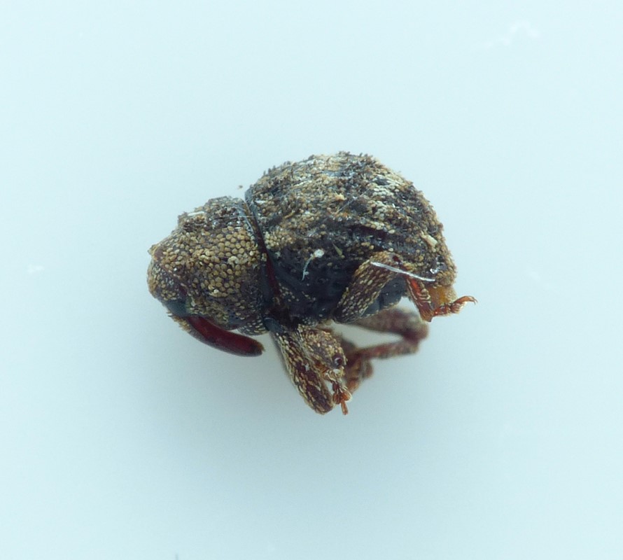 Kyklioacalles navieresi (Kyklioacalles navieresi)