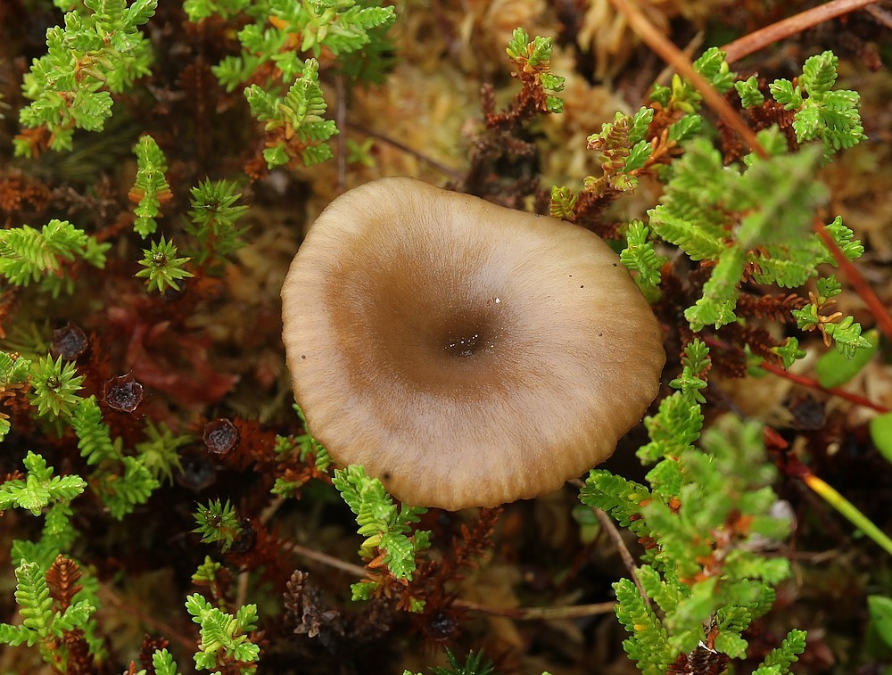 Glat Fontænehat (Arrhenia onisca)