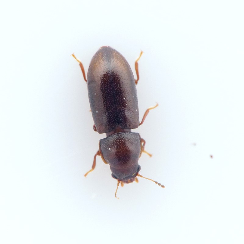 Orthocis linearis (Orthocis linearis)