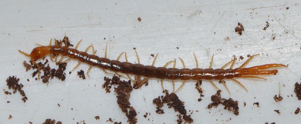 Cryptops hortensis - Observation NB-2163996 - Naturbasen