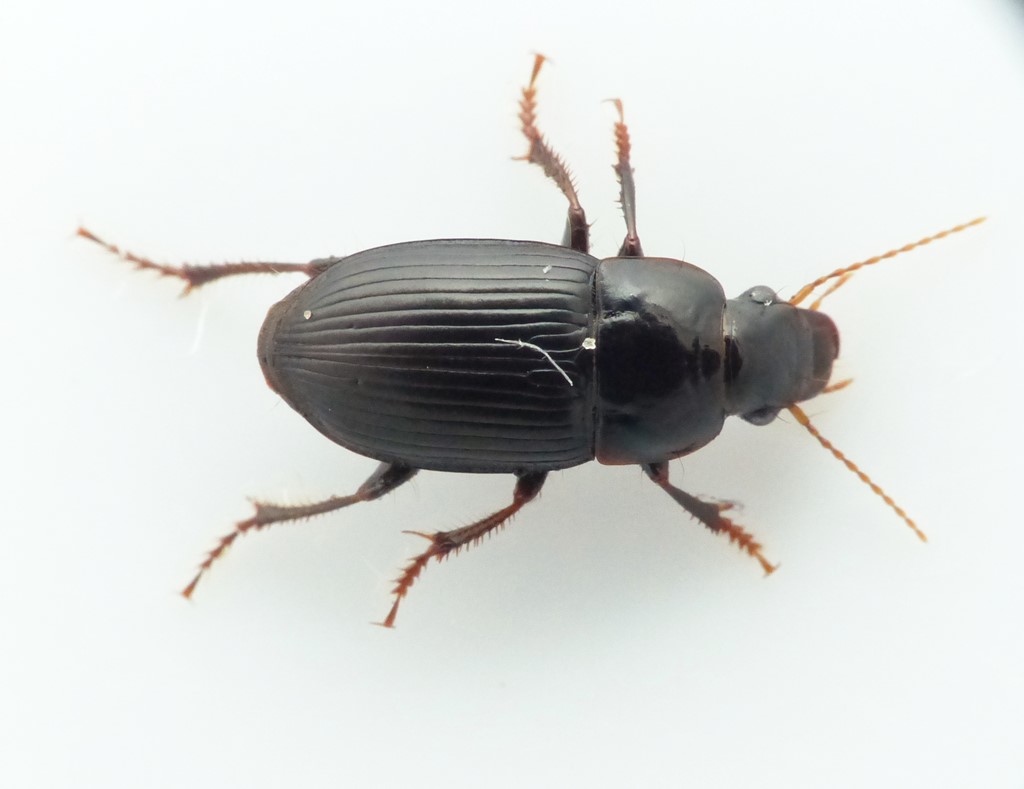 Bred Sandløber (Harpalus froelichii)