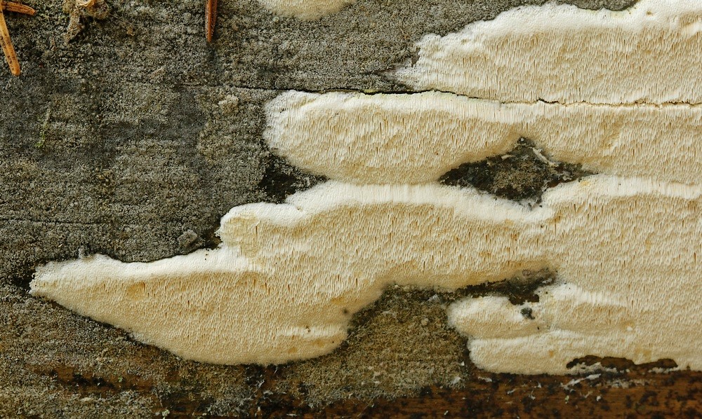 Fin Flødeporesvamp (Sidera vulgaris)