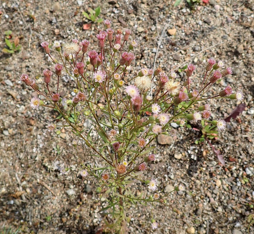 Erigeron acer x Conyza canadensis (Erigeron acer x Conyza canadensis)