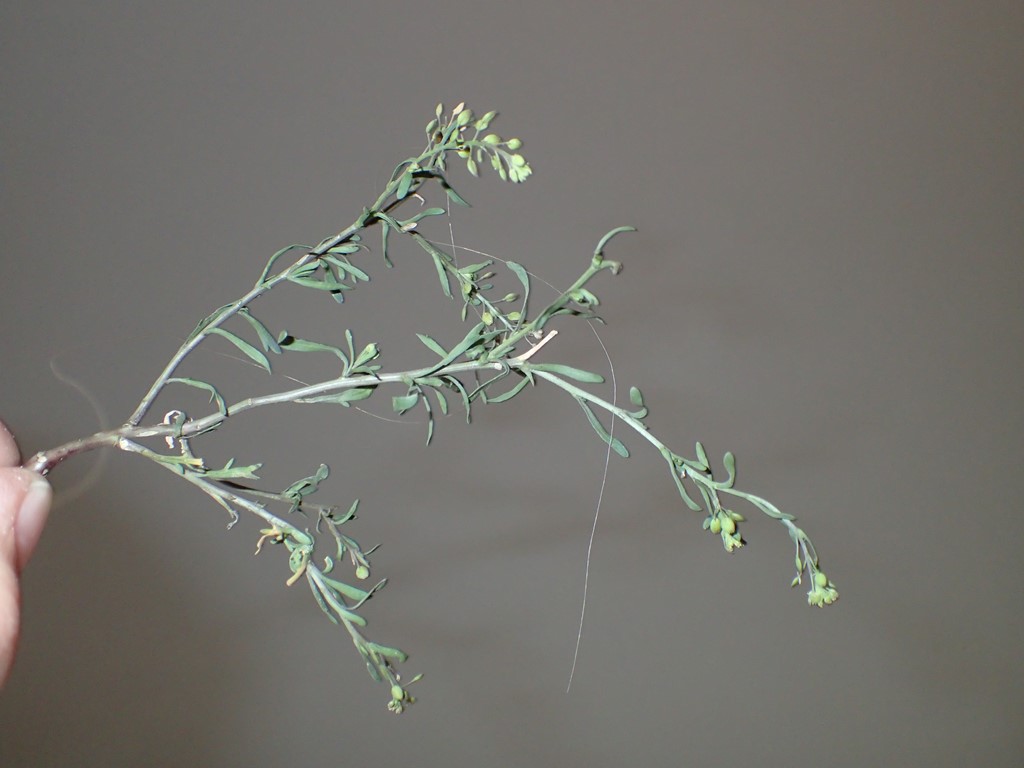 Grenet karse (Lepidium ramosissimum)