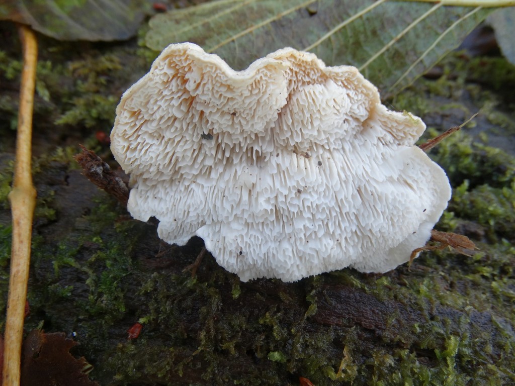 Storporet kødporesvamp (Osteina undosa)