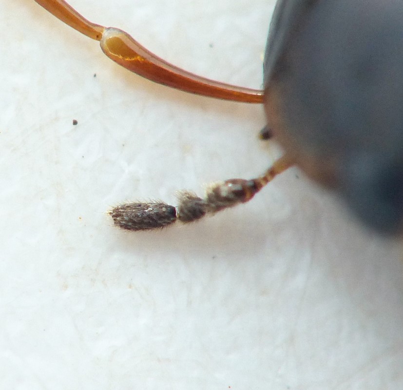 Helochares punctatus (Helochares punctatus)