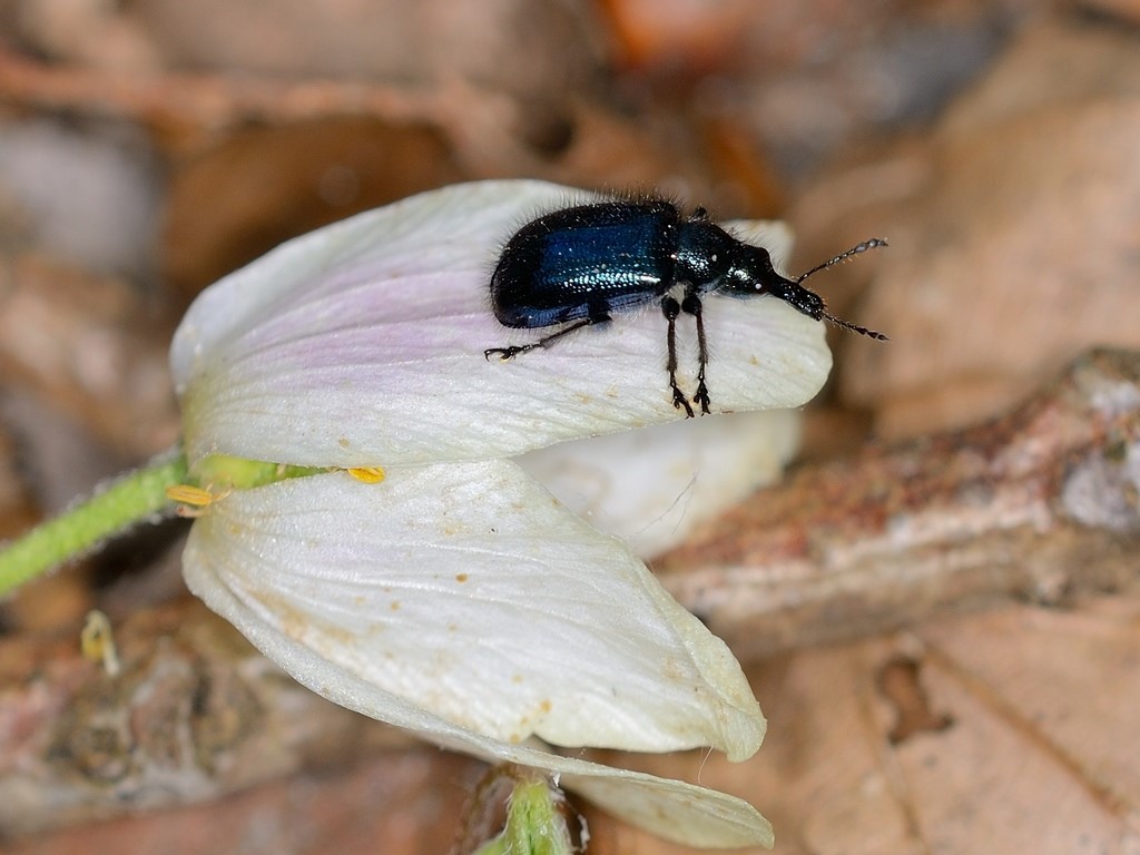 Lasiorhynchites cavifrons (Lasiorhynchites cavifrons)