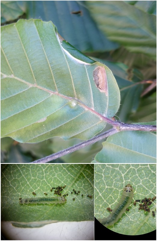 Parornix fagivora (Parornix fagivora)