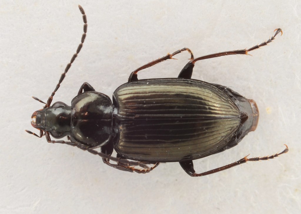 Mørkbenet Kvikløber (Agonum versutum)