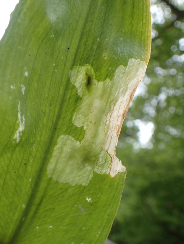 Lille Ramsløgsvirreflue (Cheilosia fasciata)