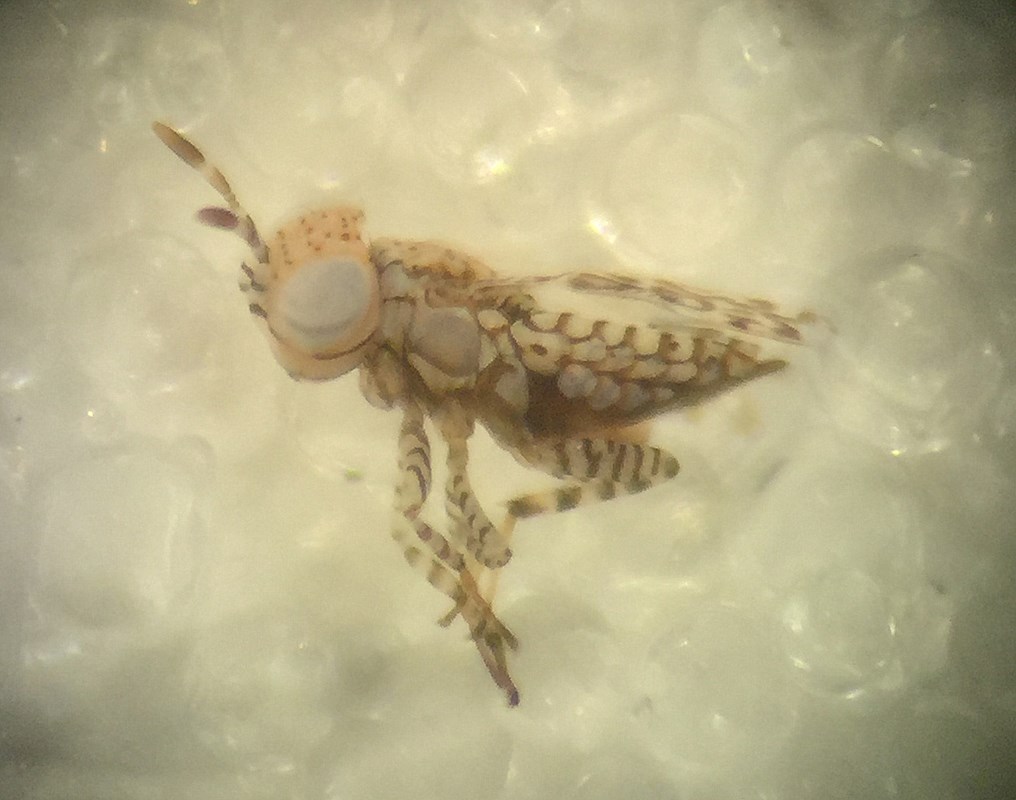 Marietta picta (Marietta picta)