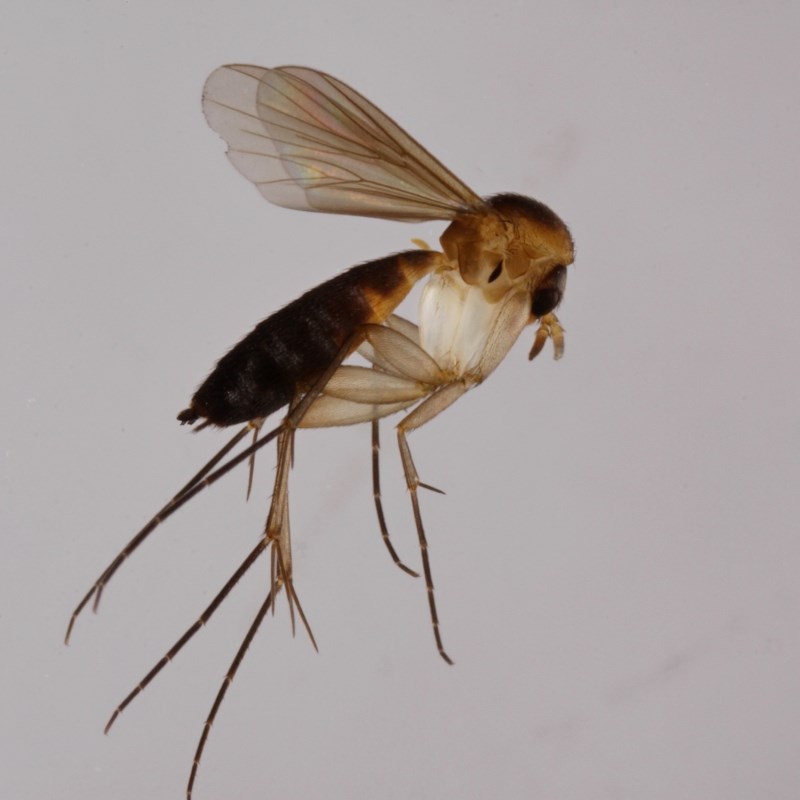 Cordyla fusca (Cordyla fusca)