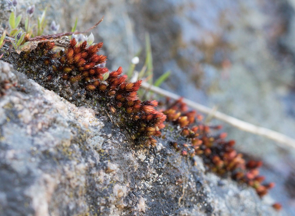 Skærgårds-Bryum (Bryum alpinum)