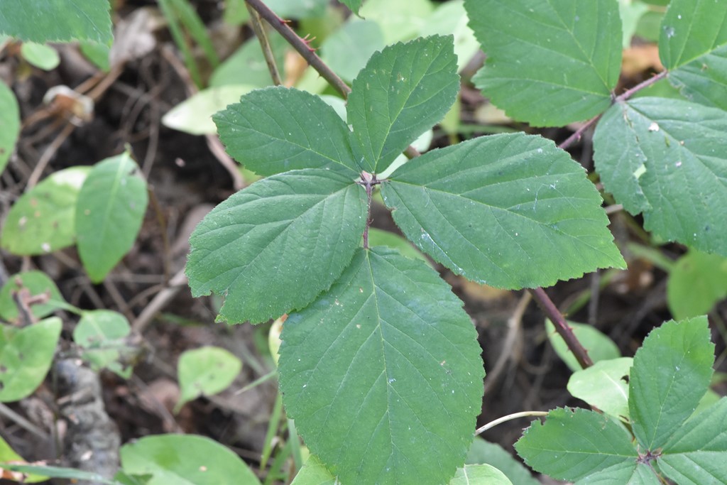 Rubus chlorothyrsos (Rubus chlorothyrsos)
