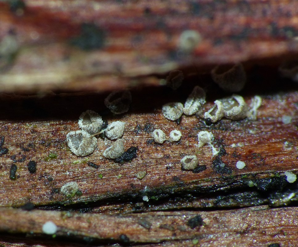 Ene-Barkhat (Resupinatus griseopallidus)