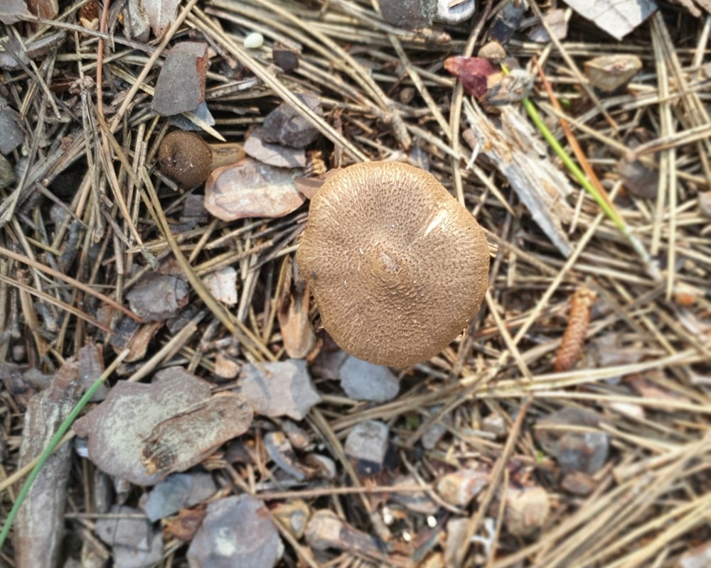 Plantage-Trævlhat (Inocybe subcarpta)