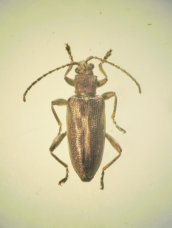 Donacia impressa (Donacia impressa) Naturbasen
