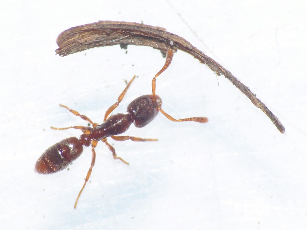 Hypoponera ergatandria (Hypoponera ergatandria)