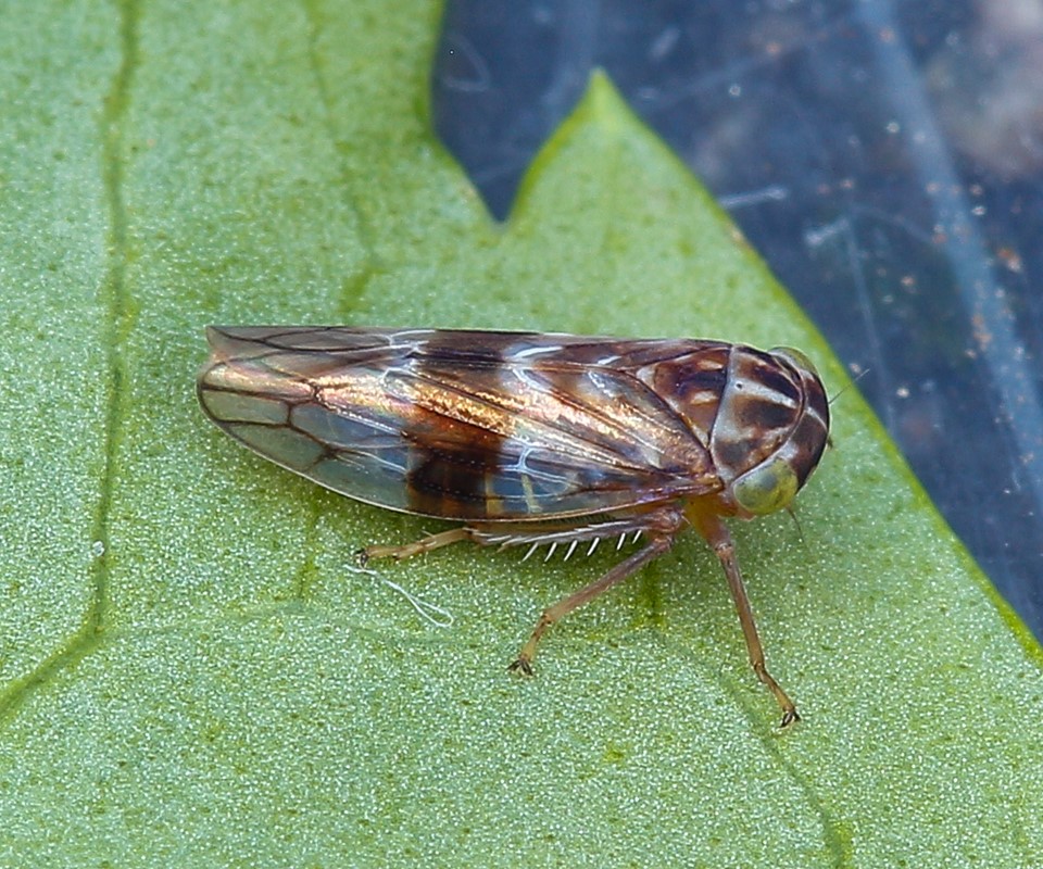 Tremulicerus tremulae (Tremulicerus tremulae)
