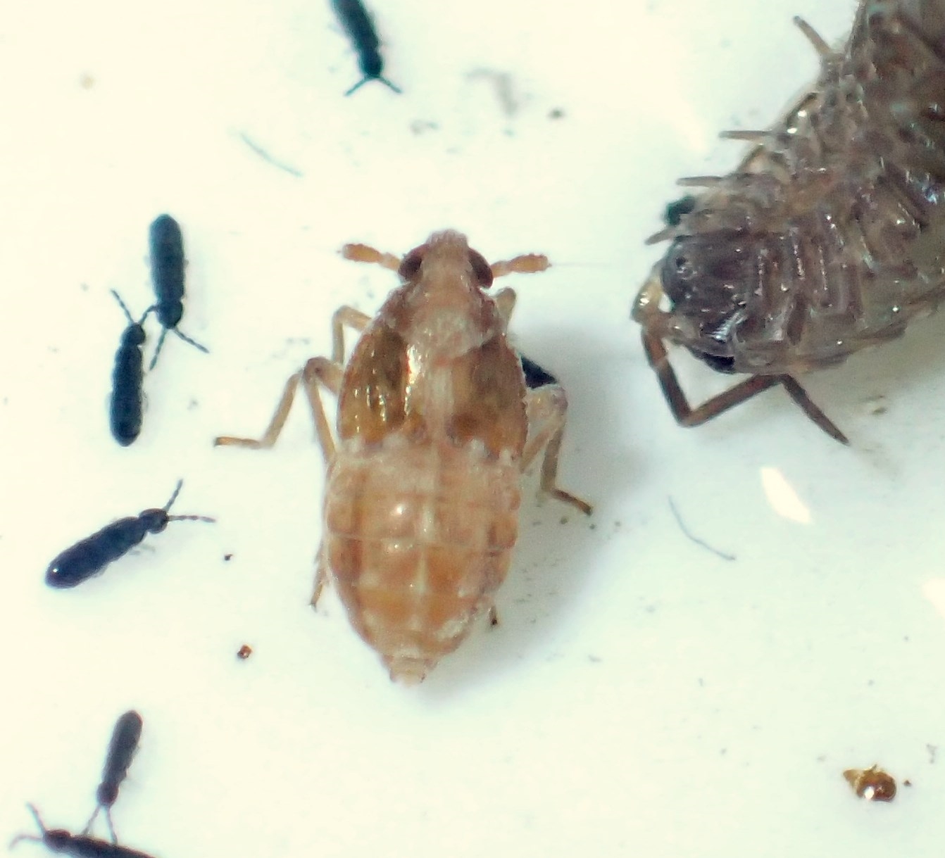 Megamelodes quadrimaculatus (Megamelodes quadrimaculatus)