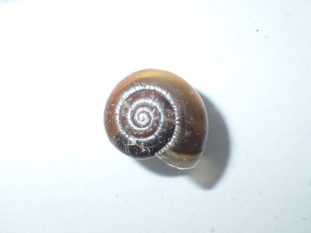 Lille Rovsnegl (Aegopinella pura)