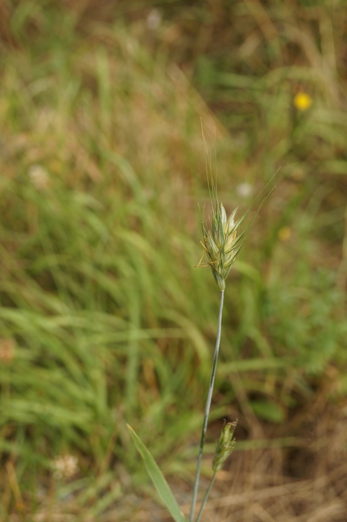 Rughvede (Secale cereale x Triticum aestivum)