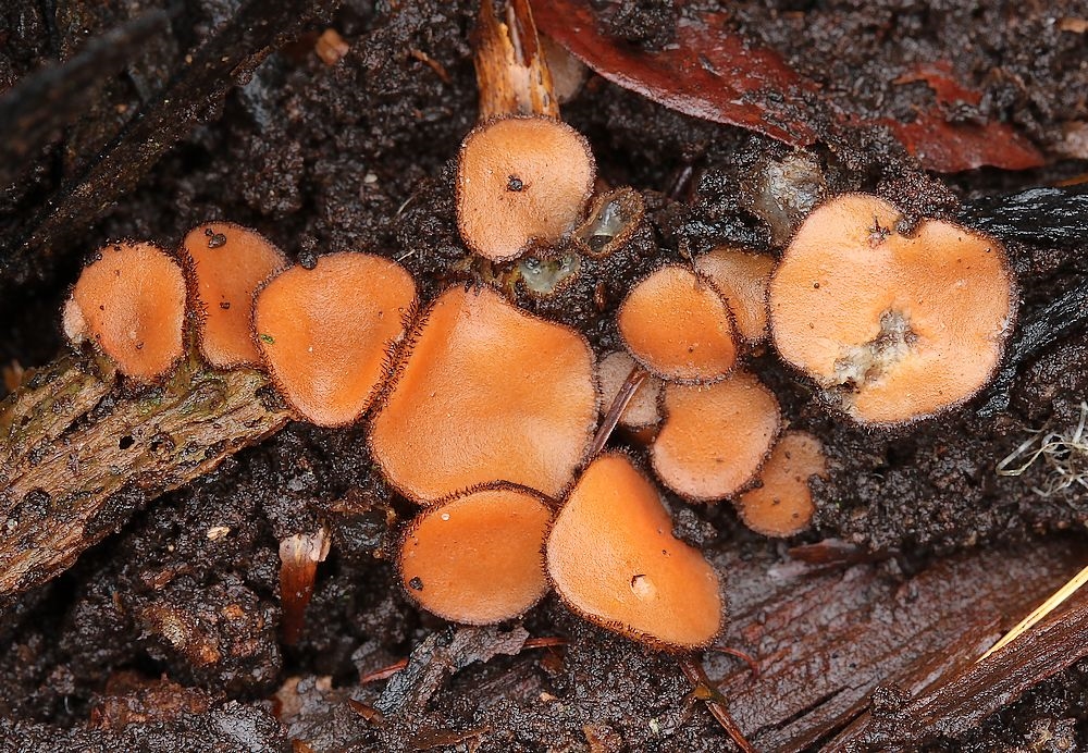 Scutellinia hirta (Scutellinia hirta)