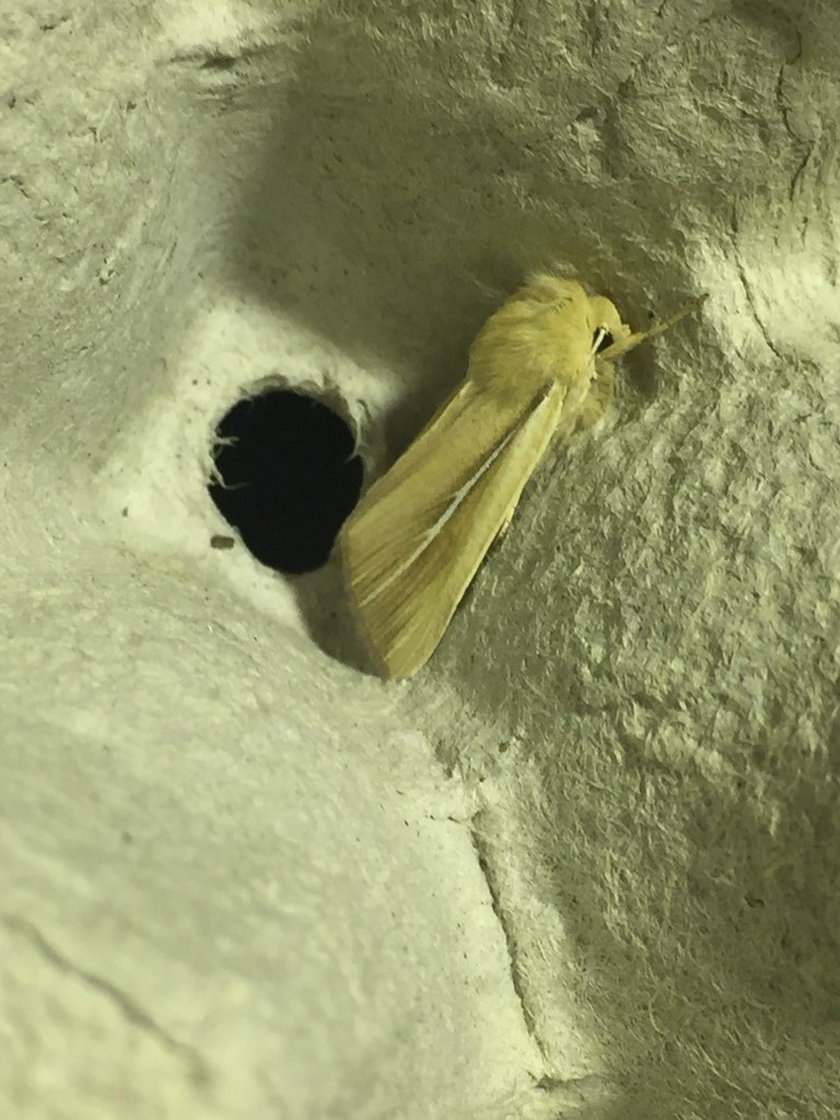 Marehalmugle (Mythimna litoralis) (Mythimna litoralis)