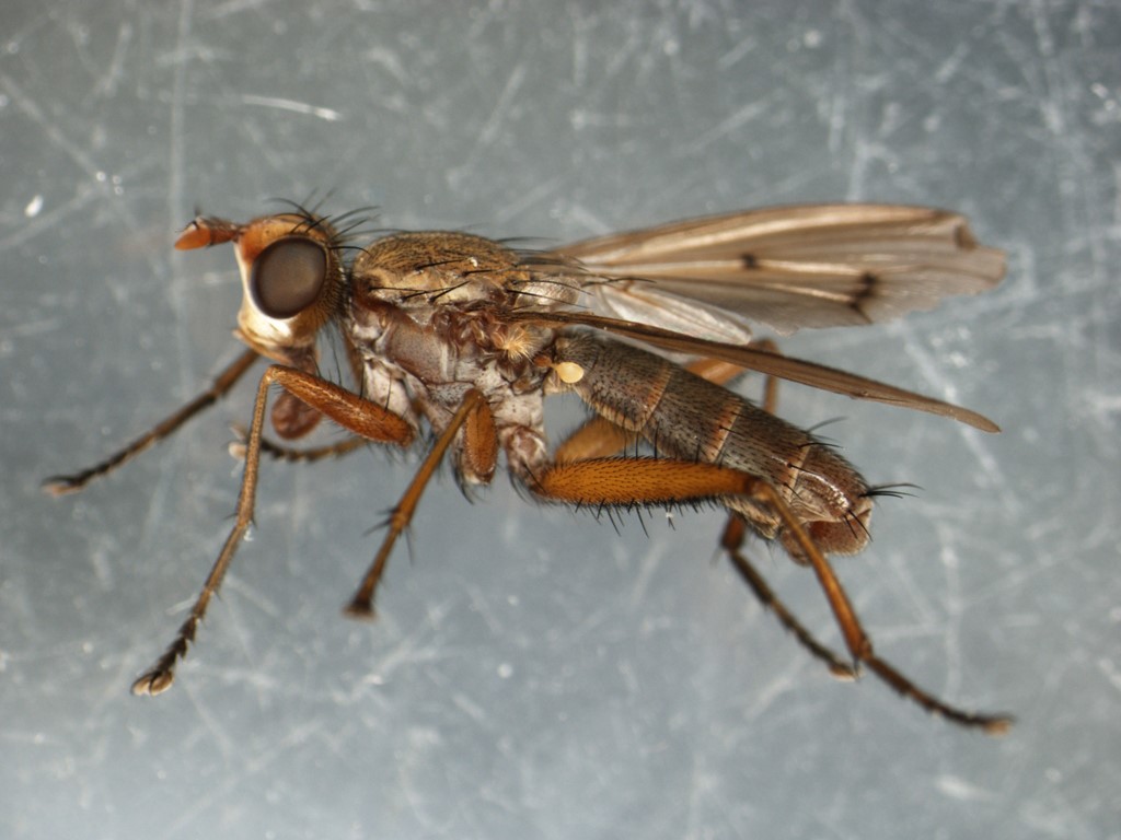 Tetanocera robusta (Tetanocera robusta)