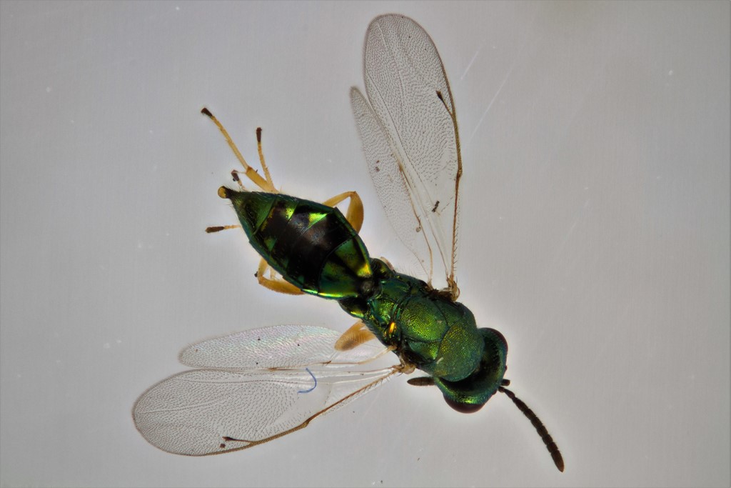 Stenomalina gracilis (Stenomalina gracilis)