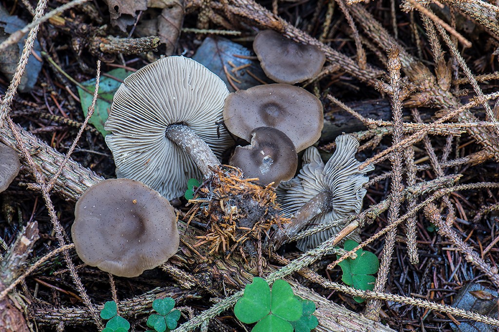 Lyophyllum boudieri (Lyophyllum boudieri)